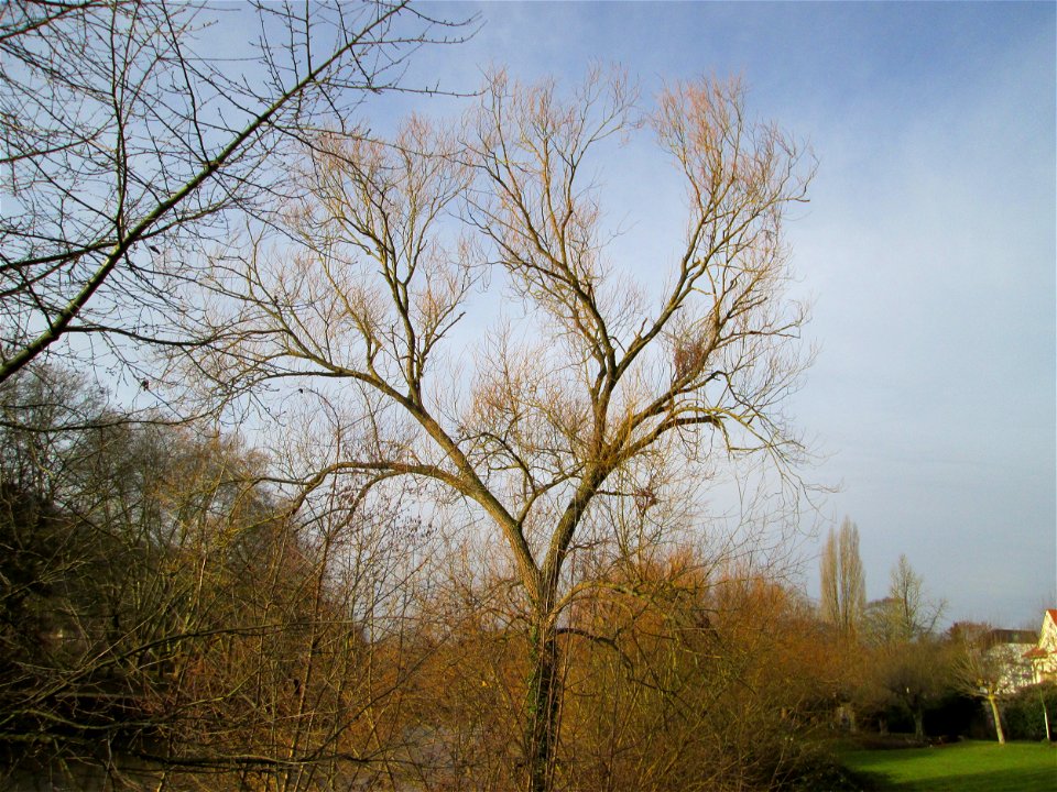 Silberweide (Salix alba) am Staden in Saarbrücken
