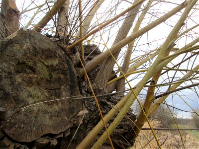 Silberweide (Salix alba) im Hockenheimer Rheinbogen - Der Baum war im Winter 2013-2014 umgestürzt, trieb aber erneut aus