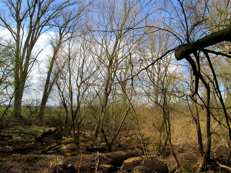 Bestand von Silberweiden (Salix alba) im Naturschutzgebiet Alter Kraichbach hinter den Bergen im Hockenheimer Rheinbogen