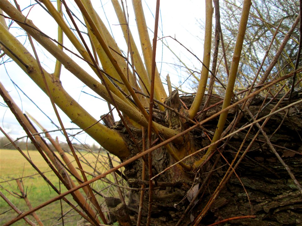 Silberweide (Salix alba) im Hockenheimer Rheinbogen - Der Baum war im Winter 2013-2014 umgestürzt, trieb aber erneut aus