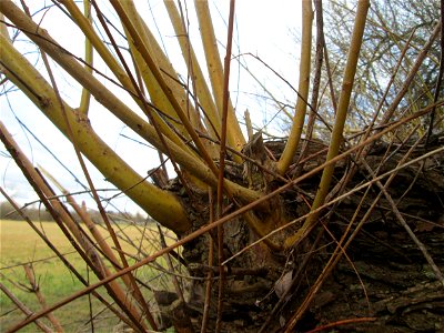 Silberweide (Salix alba) im Hockenheimer Rheinbogen - Der Baum war im Winter 2013-2014 umgestürzt, trieb aber erneut aus
