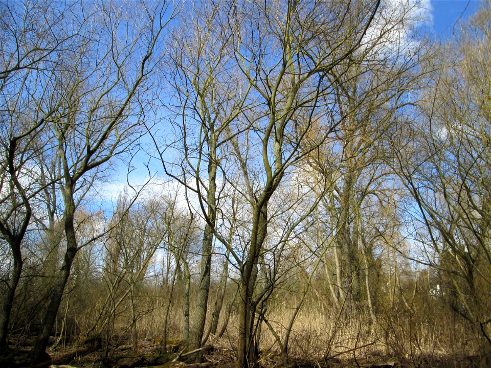 Bestand von Silberweiden (Salix alba) nebst Hybrid-Pappeln im Naturschutzgebiet Alter Kraichbach hinter den Bergen im Hockenheimer Rheinbogen