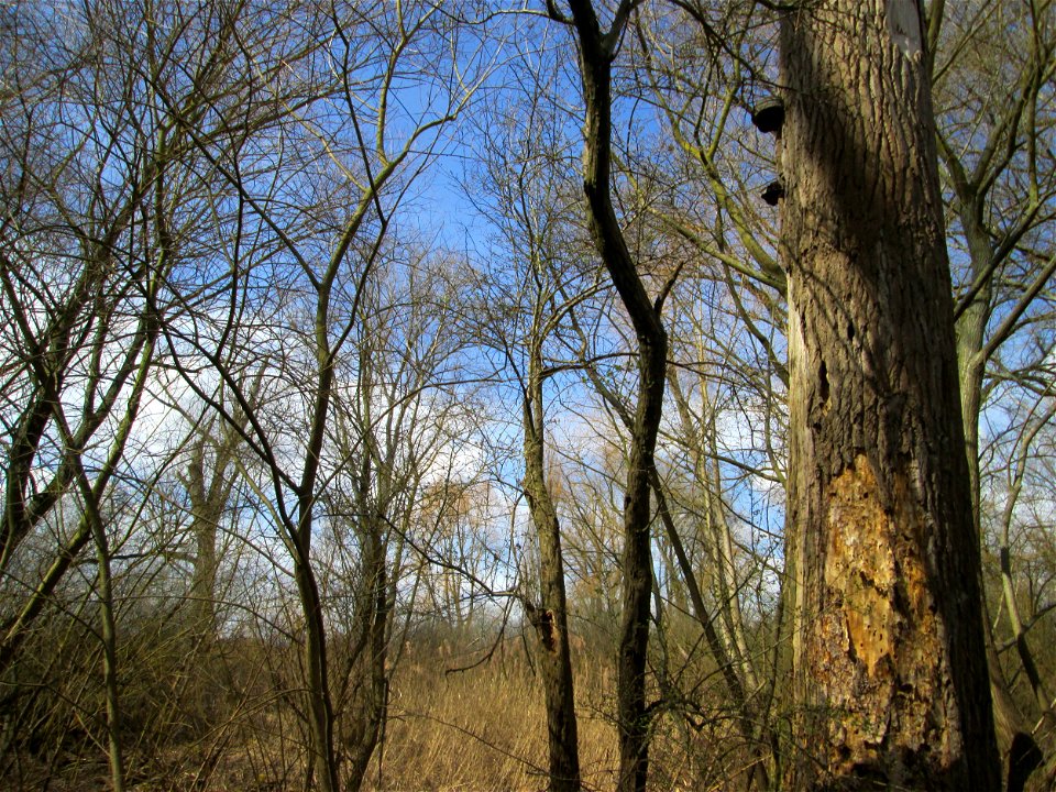 Bestand von Silberweiden (Salix alba) im Naturschutzgebiet Alter Kraichbach hinter den Bergen im Hockenheimer Rheinbogen