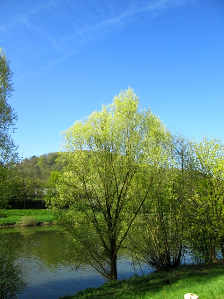 Blühende Silberweide (Salix alba) an der Saar in Saarbrücken