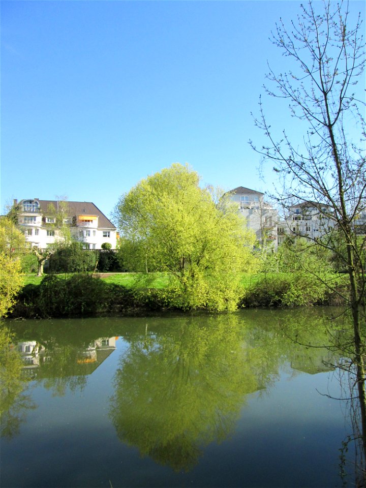 Blühende Silberweide (Salix alba) an der Saar in Saarbrücken