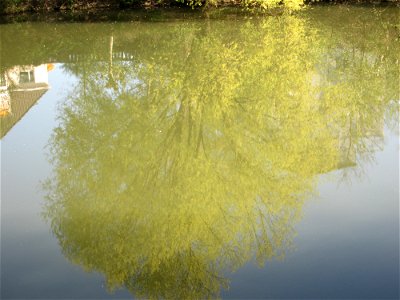 Blühende Silberweide (Salix alba) an der Saar in Saarbrücken