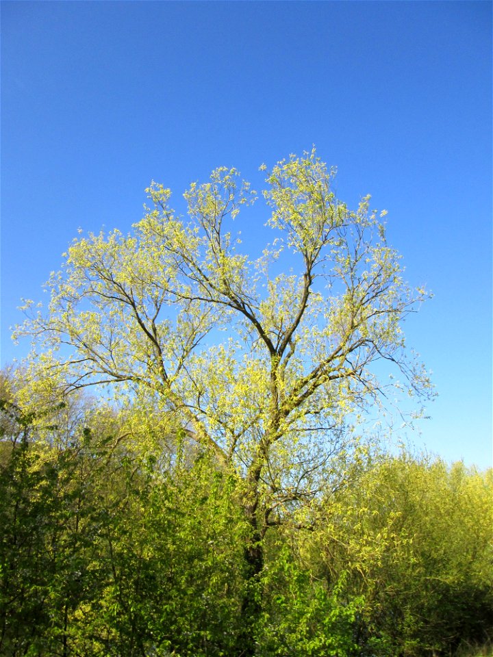 Blühende Silberweide (Salix alba) an der Saar in Saarbrücken
