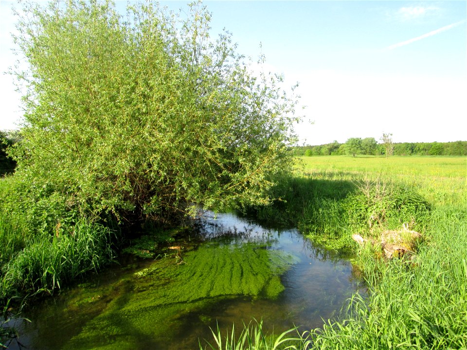 Silberweide (Salix alba) am Wagbach im Landschaftsschutsgebiet „Saalbachniederung“ bei Bruchsal