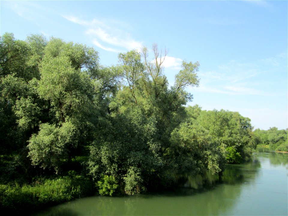 Silberweiden (Salix alba) Am Ketscher Altrhein im Naturschutzgebiet „Ketscher Rheininsel“