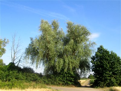 Silberweide (Salix alba) am alten Bahndamm im Landschaftsschutzgebiet „Hockenheimer Rheinbogen“