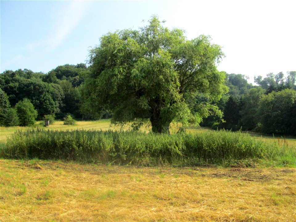 Silberweide (Salix alba) im Almet in Sankt Arnual (Naturdenkmal) - unter dem Baum ein 1870er Soldatengrab (nicht sichtbar)