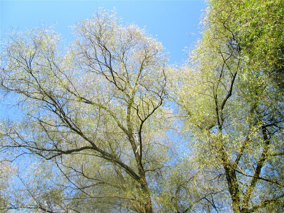 Silberweide (Salix alba) im Naturschutzgebiet „St. Arnualer Wiesen“