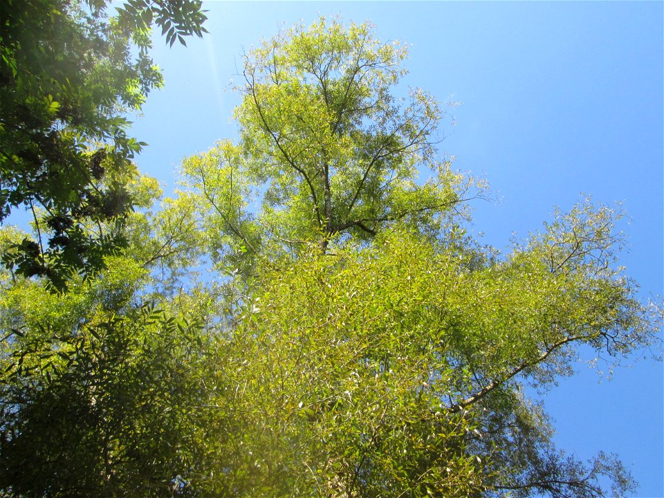 Silberweide (Salix alba) im Landschaftsschutzgebiet „Tabakmühlental - Oberster Weiher“ in Sankt Arnual