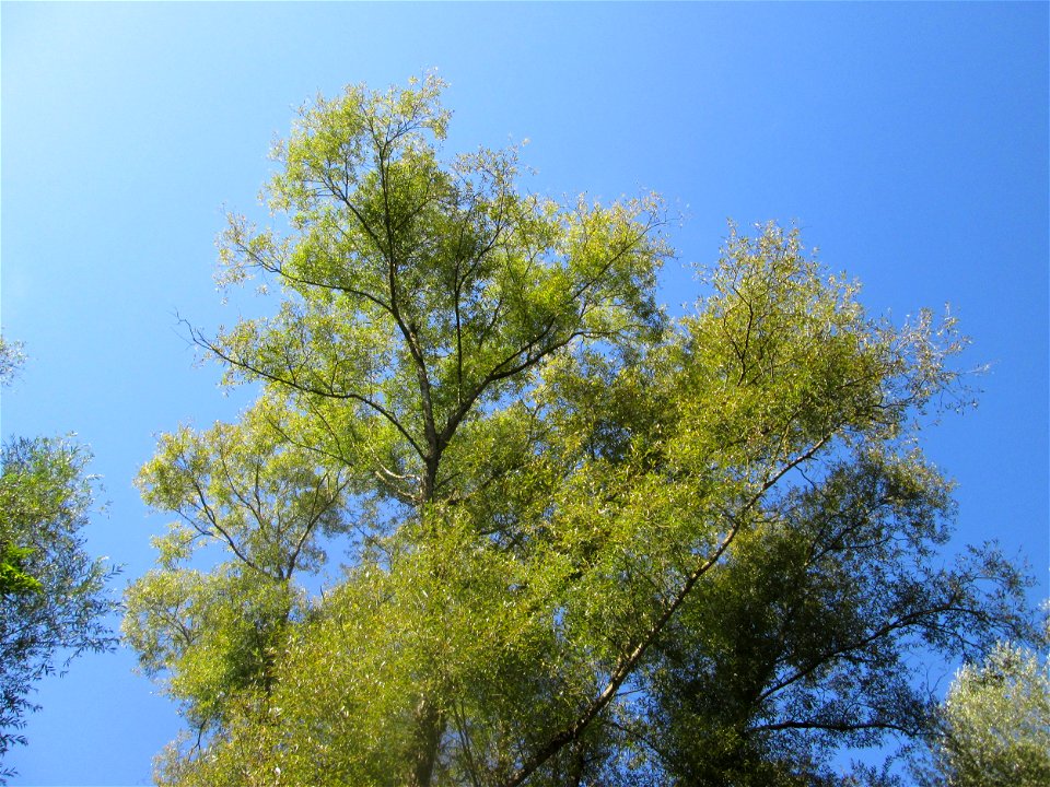 Silberweide (Salix alba) im Landschaftsschutzgebiet „Tabakmühlental - Oberster Weiher“ in Sankt Arnual