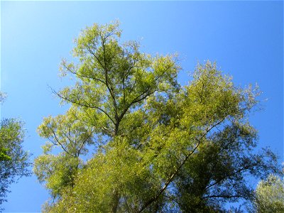 Silberweide (Salix alba) im Landschaftsschutzgebiet „Tabakmühlental - Oberster Weiher“ in Sankt Arnual