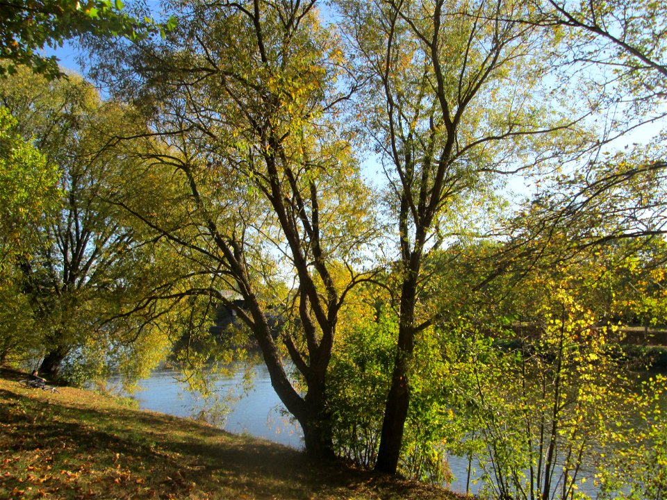 Silberweide (Salix alba) an der Saar in Saarbrücken