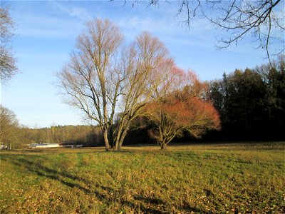 Silberweiden (Salix alba) am Hauptfriedhof Saarbrücken zeugen von einer alten Bachaue