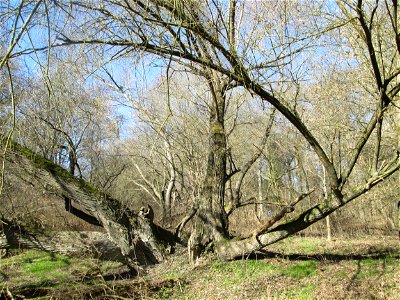 Silberweide (Salix alba) im Naturschutzgebiet „Bei der Silberpappel“ im Waldpark Mannheim