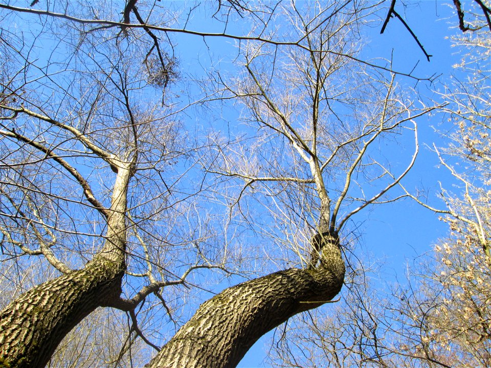 Silberweide (Salix alba) im Naturschutzgebiet „Bei der Silberpappel“ im Waldpark Mannheim
