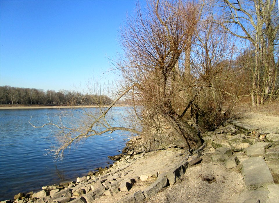 Silberweide (Salix alba) am Rheinufer im Waldpark Mannheim