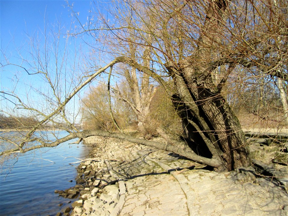 Silberweide (Salix alba) am Rheinufer im Waldpark Mannheim
