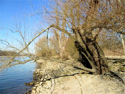 Silberweide (Salix alba) am Rheinufer im Waldpark Mannheim