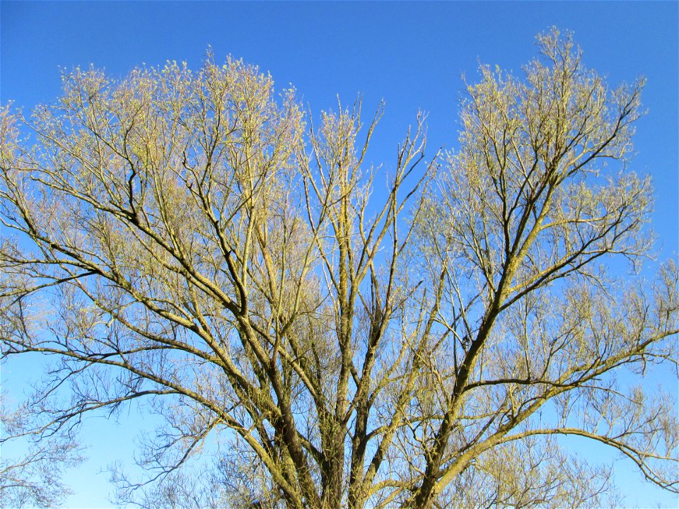 Silberweide (Salix alba) mit ersten Kätzchen im Naturschutzgebiet „Bachwiesen/Leopoldswiesen“ im Hockenheimer Rheinbogen