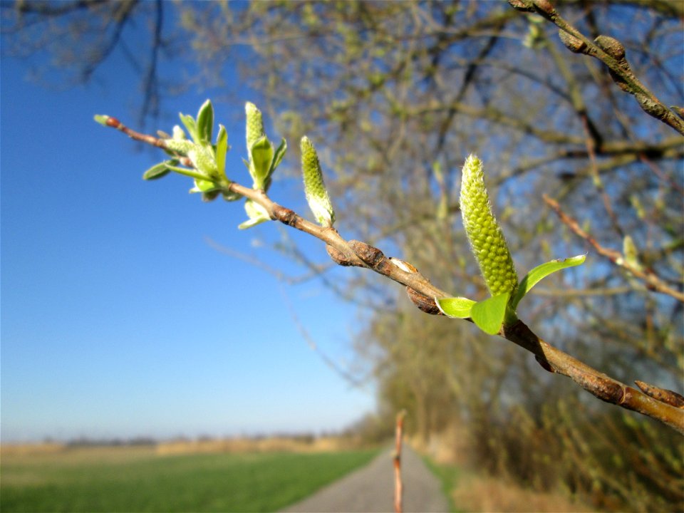 Erste Kätzchen der Silberweide (Salix alba) im Naturschutzgebiet „Bachwiesen/Leopoldswiesen“ im Hockenheimer Rheinbogen