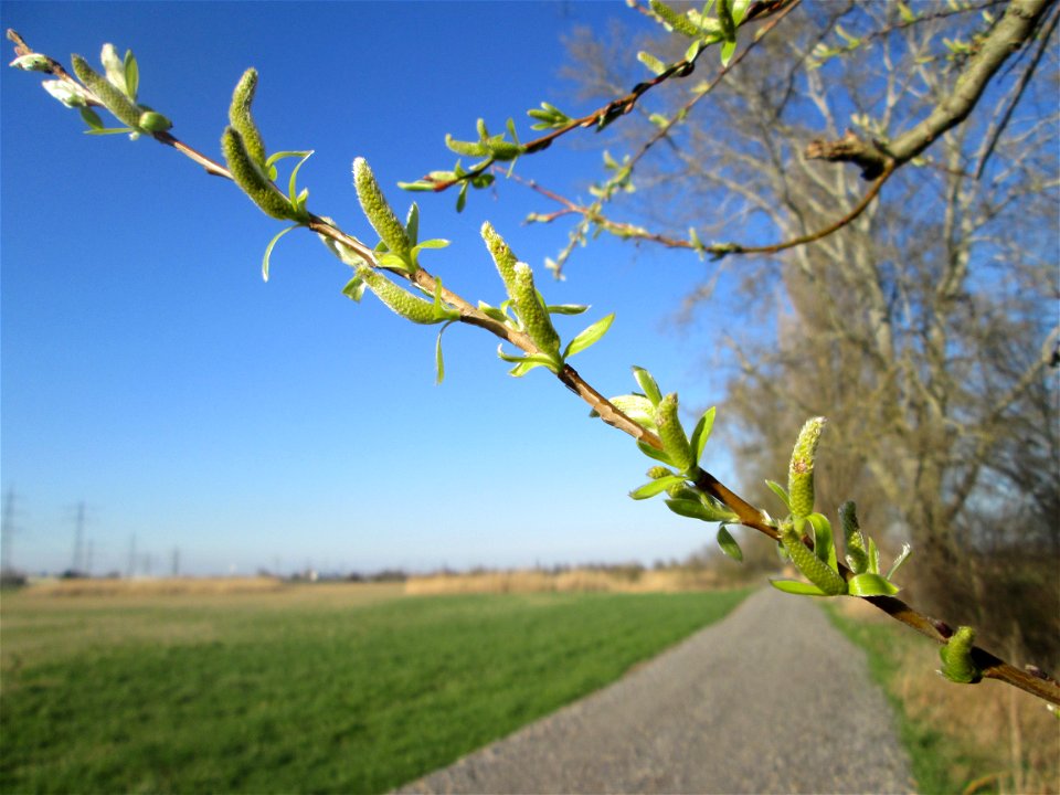 Erste Kätzchen der Silberweide (Salix alba) im Naturschutzgebiet „Bachwiesen/Leopoldswiesen“ im Hockenheimer Rheinbogen