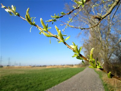 Erste Kätzchen der Silberweide (Salix alba) im Naturschutzgebiet „Bachwiesen/Leopoldswiesen“ im Hockenheimer Rheinbogen