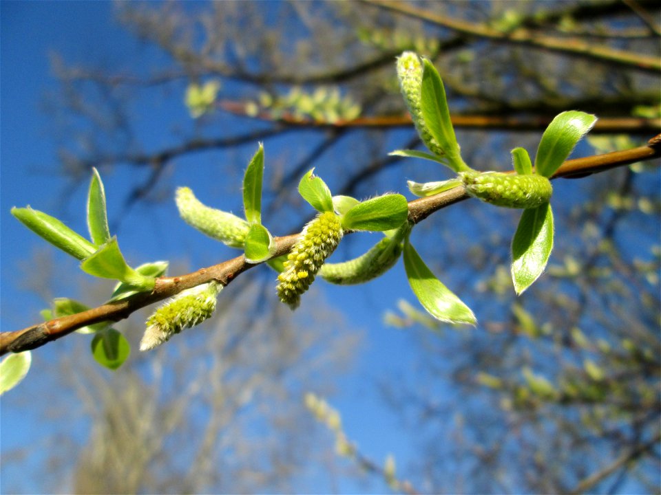 Erste Kätzchen der Silberweide (Salix alba) im Naturschutzgebiet „Bachwiesen/Leopoldswiesen“ im Hockenheimer Rheinbogen