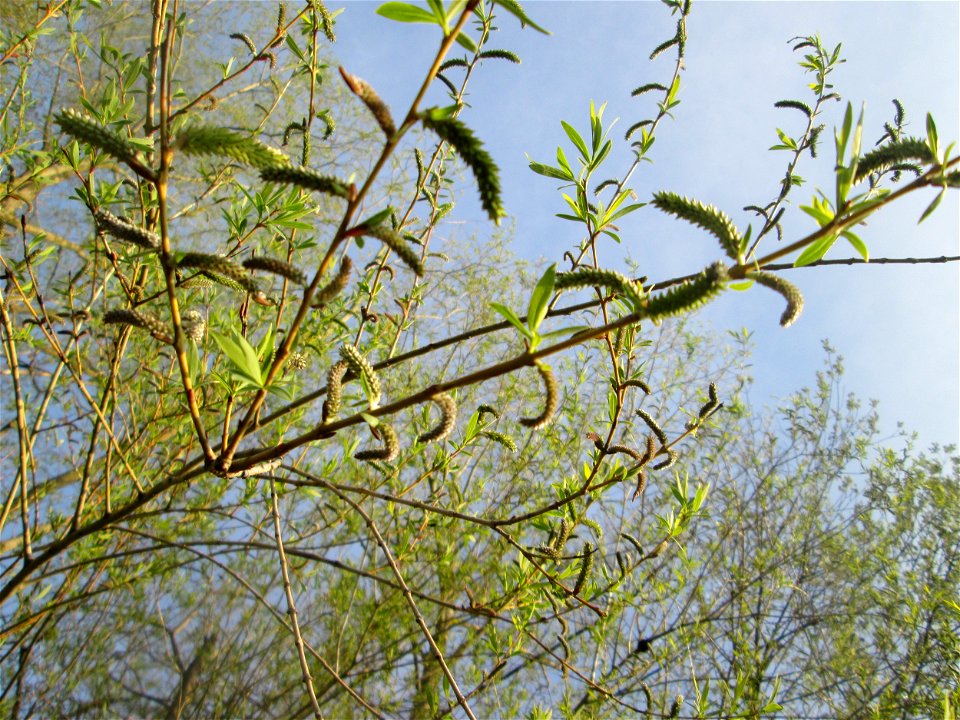 Silberweide (Salix alba) in der Malscher Aue