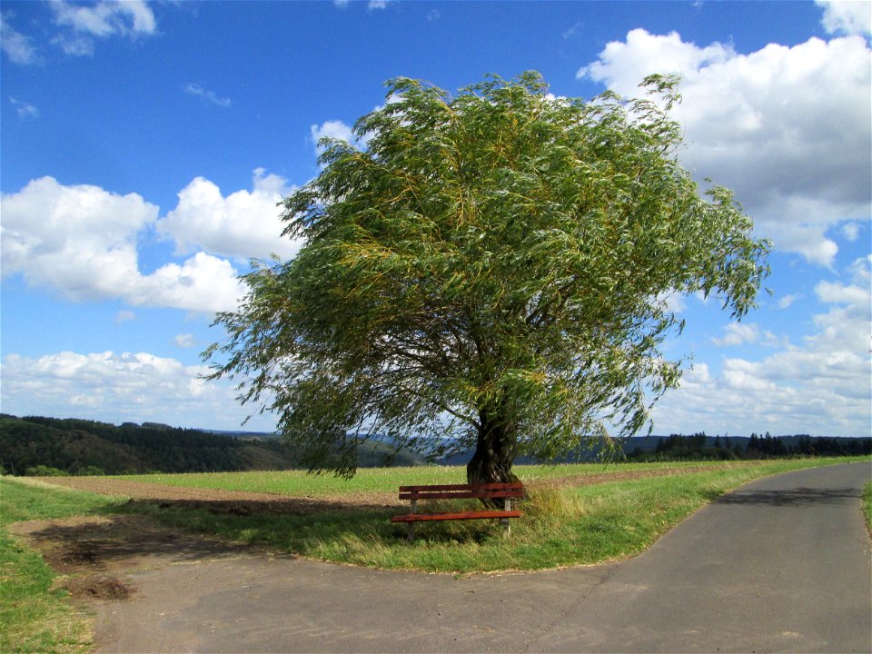 Silberweide (Salix alba) bei Kennfus
