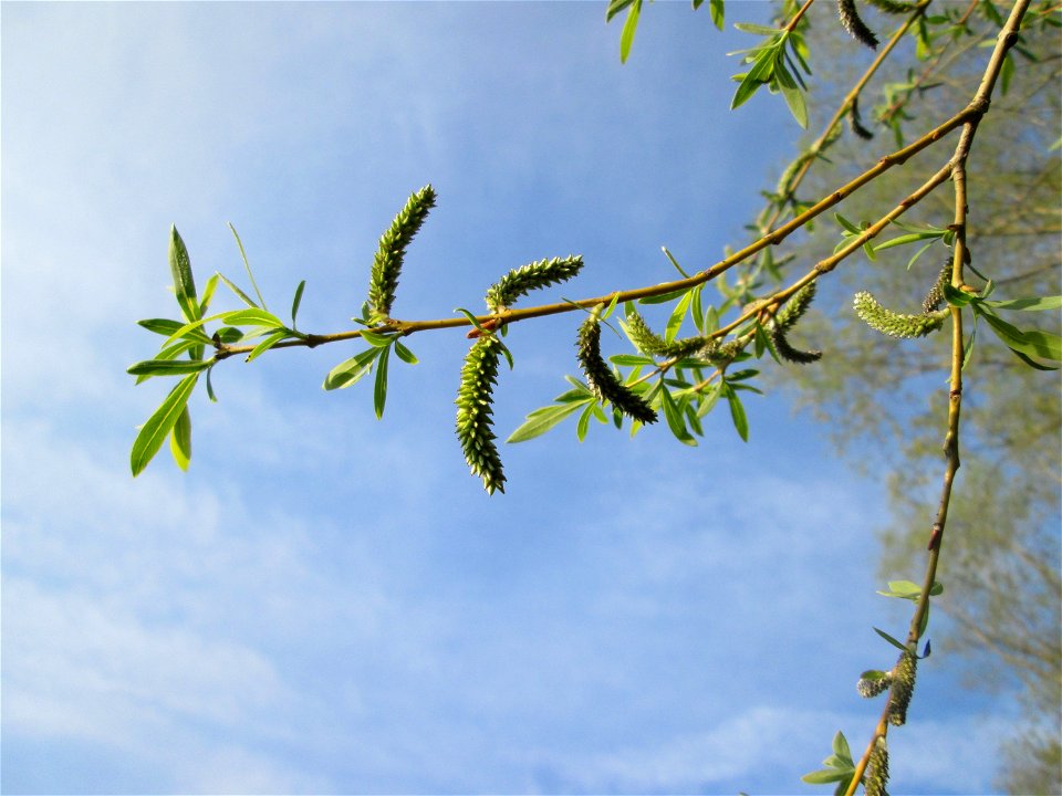 Silberweide (Salix alba) in der Malscher Aue