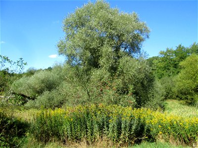 Silberweide (Salix alba) im Landschaftsschutzgebiet „Tabakmühlental - Oberster Weiher“ in Sankt Arnual