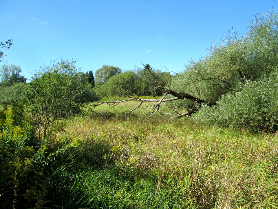 Silberweide (Salix alba) im Landschaftsschutzgebiet „Tabakmühlental - Oberster Weiher“ in Sankt Arnual