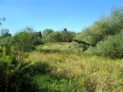 Silberweide (Salix alba) im Landschaftsschutzgebiet „Tabakmühlental - Oberster Weiher“ in Sankt Arnual