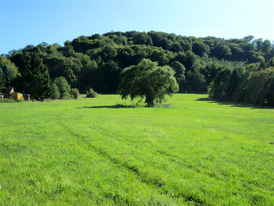 Silberweide (Salix alba) im Almet in Sankt Arnual (Naturdenkmal) - unter dem Baum ein 1870er Soldatengrab