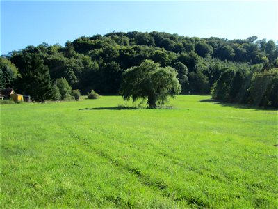 Silberweide (Salix alba) im Almet in Sankt Arnual (Naturdenkmal) - unter dem Baum ein 1870er Soldatengrab