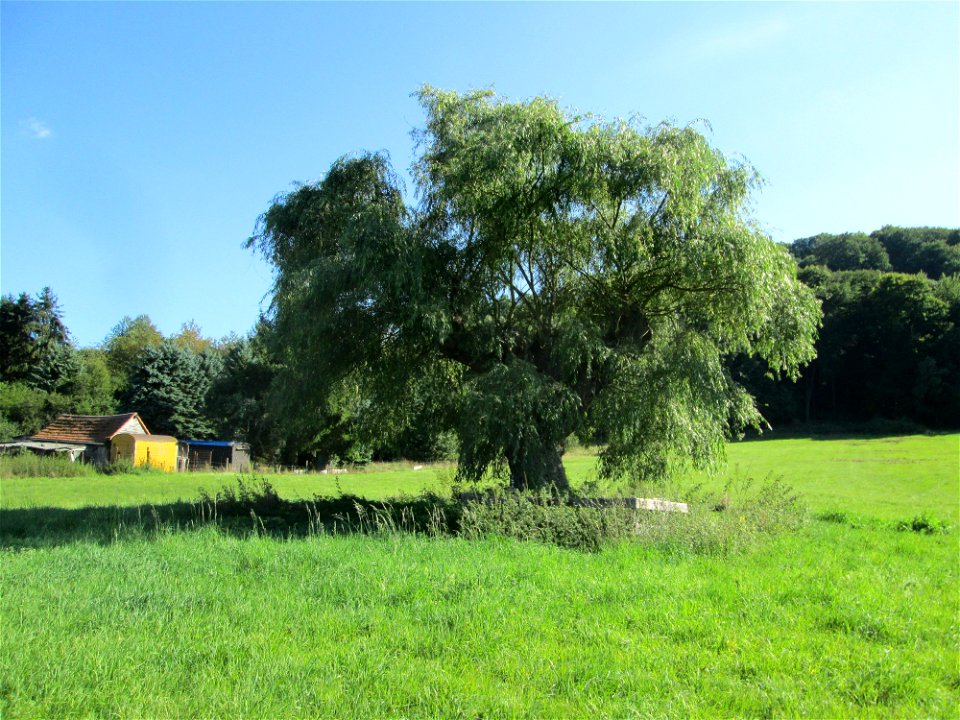 Silberweide (Salix alba) im Almet in Sankt Arnual (Naturdenkmal) - unter dem Baum ein 1870er Soldatengrab