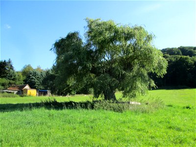 Silberweide (Salix alba) im Almet in Sankt Arnual (Naturdenkmal) - unter dem Baum ein 1870er Soldatengrab