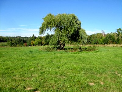 Silberweide (Salix alba) im Almet in Sankt Arnual (Naturdenkmal) - unter dem Baum ein 1870er Soldatengrab