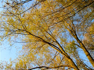 Silberweide (Salix alba) im Naturschutzgebiet „St. Arnualer Wiesen“