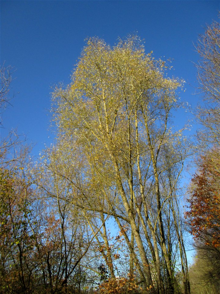 Silberweide (Salix alba) im Naturschutzgebiet „Sankt Arnualer Wiesen“