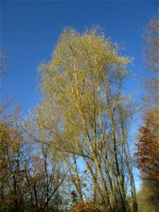 Silberweide (Salix alba) im Naturschutzgebiet „Sankt Arnualer Wiesen“