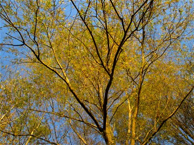 Silberweide (Salix alba) im Naturschutzgebiet „St. Arnualer Wiesen“