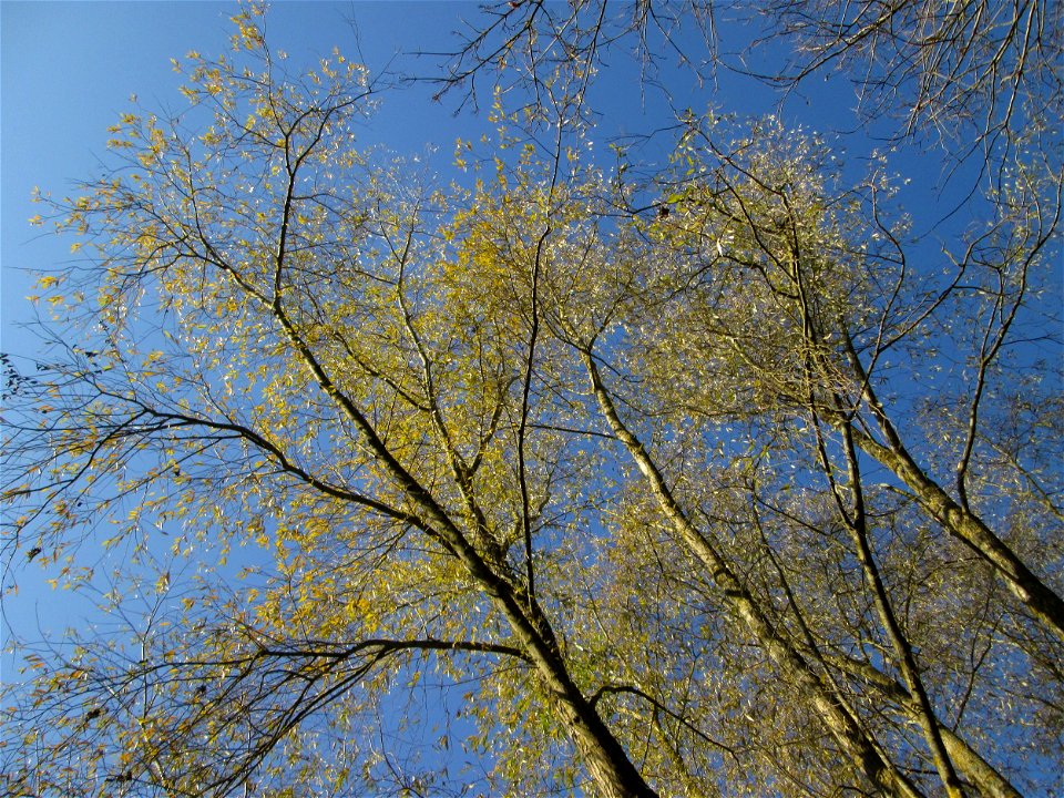 Silberweide (Salix alba) im Naturschutzgebiet „Sankt Arnualer Wiesen“