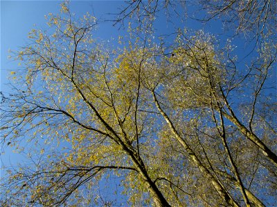 Silberweide (Salix alba) im Naturschutzgebiet „Sankt Arnualer Wiesen“