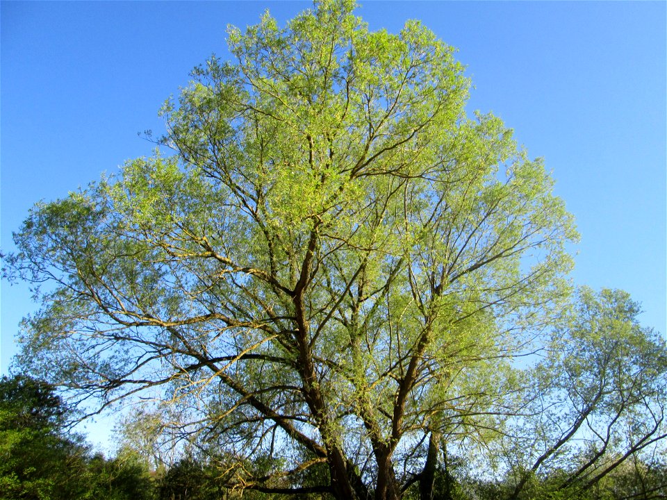 Silberweide (Salix alba) im Güdinger Allmet