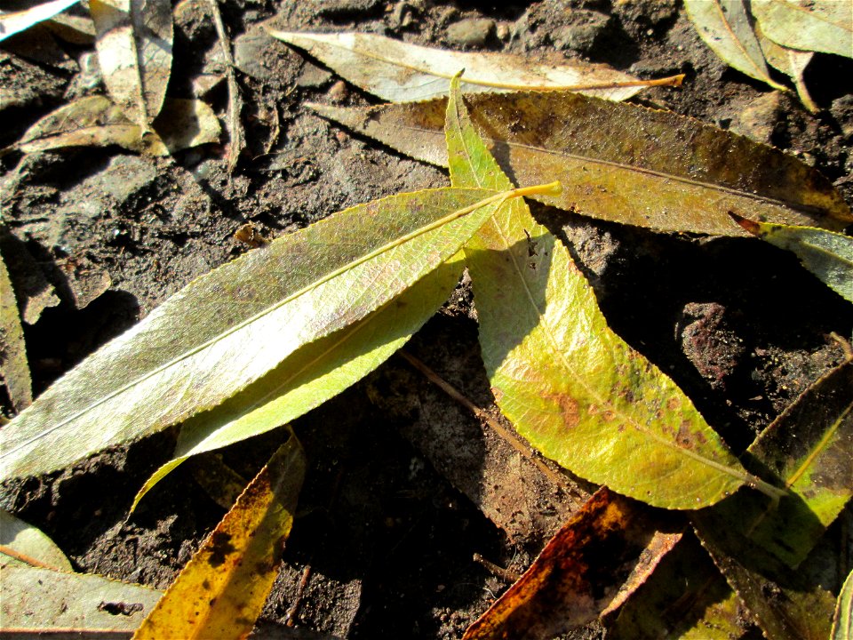 Silberweide (Salix alba) im Naturschutzgebiet „Sankt Arnualer Wiesen“